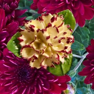 Adderley Vintage Floral Porcelain Brooch Made in England